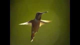 Hummingbirds  Magic in the Air [upl. by Wyndham]