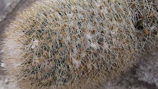 How to remove Mealybugs from VERY spiny or hairy Cactus Plants [upl. by Nodnalb]