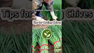 Tips for Cutting Chives and Tips for Vegetables shortvideo plants youtubeshorts viralvideo [upl. by Buke946]