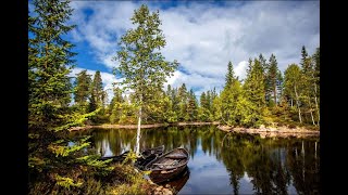 Scandinavie terre sauvage Les forêts [upl. by Riordan]