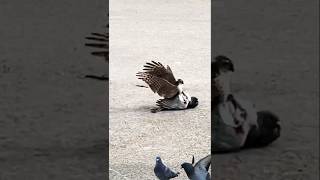 Sparrow Hawk catches pigeon [upl. by Ailecnarf601]