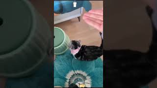 Confusing behavior in cats🤣🤣😹😹 cat cats cutecat fyp funny funnyvideos fouyou usa [upl. by Ecertak]