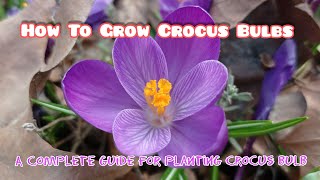 A Complete Guide for Planting Crocus BulbPlanting Care Cultivation Propagation History [upl. by Orland]