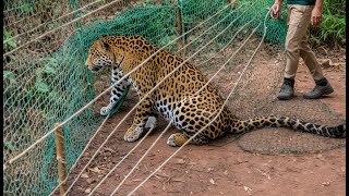 Animales que pidieron ayuda y bondad a la gente  ¡Los mejores momentos de invierno [upl. by Ahoufe403]