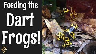 Bumblebee Dart Frogs Dendrobates leucomelas Feeding [upl. by Noyar]