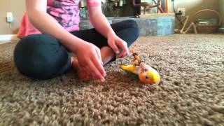 Whitebellied Caique hops and plays [upl. by Pinto]