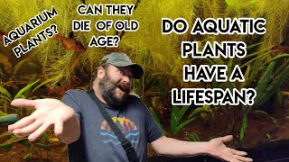 How long do Aquarium Plants live for beginners plantedaquarium [upl. by Nehte]