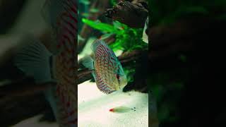 Our Discus fish tank started FLOWERING [upl. by Englis]