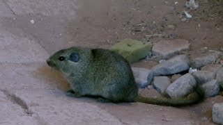 Dassie Rats Namibia [upl. by Waterman168]