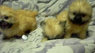 shorkie puppies at wwwofficialshorkiepuppiescom [upl. by Goodson84]