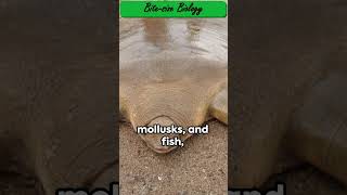 Cantors Softshell Turtle The Hidden Giant [upl. by Aiden213]