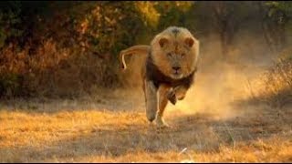 Regarder Ce Que le lion va faire a vous de voir [upl. by Silloh]