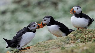 Atlantic Puffin Fratercula arctica [upl. by Einuj20]