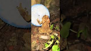 Rain Frog Vs Giant Toad near Bathroom Do Funny Jumping rainfrog funny toad shorts [upl. by Juback]