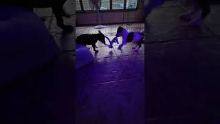 The puppies are healthy and are reunited at home cutepuppy puppyhood fyp [upl. by Sylvia]