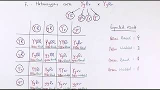 A2 Biology  Dihybrid inheritance  Unexpected phenotypic ratios OCR A Chapters 2034 [upl. by Nonnarb]