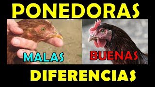 DIFERENCIAS entre una BUENA y una MALA GALLINA PONEDORA seleccion de aves [upl. by Tyrone]