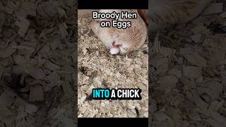 Broody Hen steals eggs to hatch chicks [upl. by Ydneh]