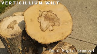 Removing a dead Maple with Verticillium wiltThis WILL kill your Maple Trees [upl. by Cheyne743]