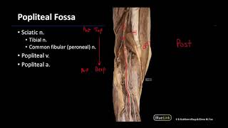 Popliteal Fossa  M1 Dissection Supplement [upl. by Sheela]