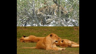 3 Lionesses Chased a Leopard [upl. by Ailugram386]