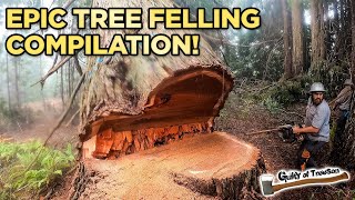 EPIC Tree Felling Compilation TIIIMBERRR [upl. by Montford342]