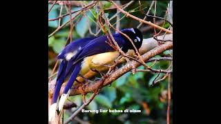 Pasangan Cyanocorax chrysops berkencan amp membangun sarang animals burung burungkicau kicaumania [upl. by Cleres]