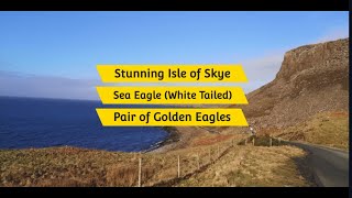 Isle of Skye Sea Eagle amp Golden Eagles Stunning [upl. by Florette]