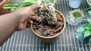 Shriveled Pseudobulbs Cattleya Orchid Update [upl. by Ahsaz65]