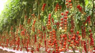 Tomates  46008  Hazera [upl. by Brost]