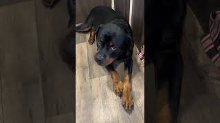 This is what toleration looks like from my vocal Rottweiler [upl. by Perl]