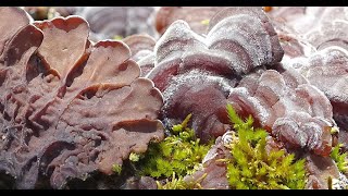 Auricularia mesenterica  Falsa tremella  Tripe Fungus [upl. by Nathanial]