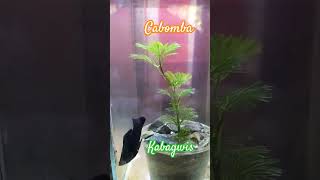 Cabomba aquatic plant [upl. by Hsevahb]