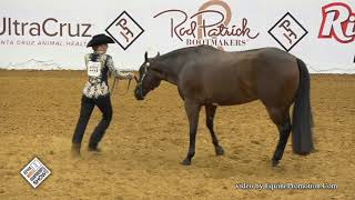 2020 APHA World Championships Showmanship 18ampU [upl. by Negris]