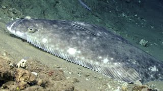 Facts The Atlantic Halibut [upl. by Sabba]