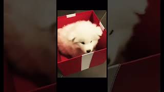 Funny Dog  puppy ❤️ cute dogs shorts shortvideo viralvideo funny animals tiktok dog [upl. by Lenoyl]