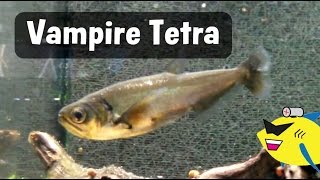 Monster Fish Vampire Tetra Eating [upl. by Leuqer]