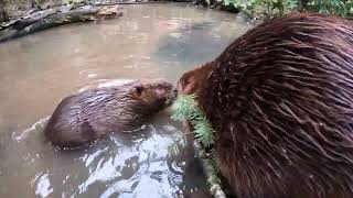 Busy Beavers Bring Back Big Branches [upl. by Eivlys]