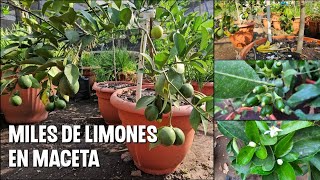 Como tener un limonero en maceta y lograr muchos frutos [upl. by Noraj]