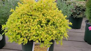 Spiraea Gold Mound Japanese Spirea  Terrific Easy to Grow Shrub for 3 seasons of COLOR [upl. by Bradney811]