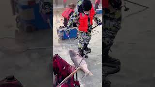 The process of catching silver carp on the frozen lake [upl. by Nimesh649]