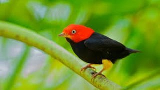 Red capped Manakin Wing Sounds HD [upl. by Evot816]