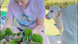 SNAKE PLANT PROPAGATION [upl. by Mauro]