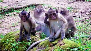 Little Monkey Group which very helpful to Each Other [upl. by Poll]