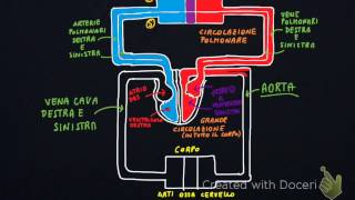 La circolazione del sangue [upl. by Sioled222]