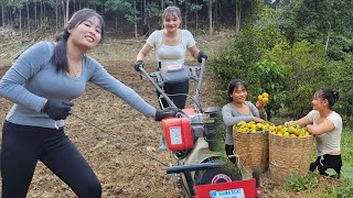 Two sisters Luyen Mai plow the soil to garden and harvest tangerines [upl. by Anica]