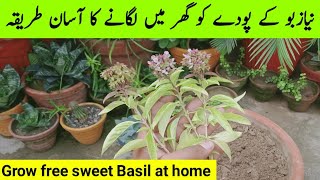 Niazbo Plant  Sweet Basil  How to Grow Sweet Basil Plant from Cutting at Home  gardening [upl. by Neil]