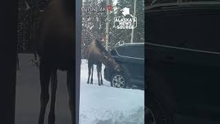 Moose provides free car wash alaskasnewssource [upl. by Guglielmo]