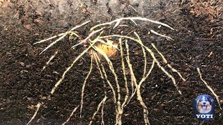 Potatoes growing Time  lapse [upl. by Durward]