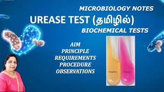 Urease test  Biochemical test for identifying bacteria Principle procedure observations  Tamil [upl. by Esiuqram]